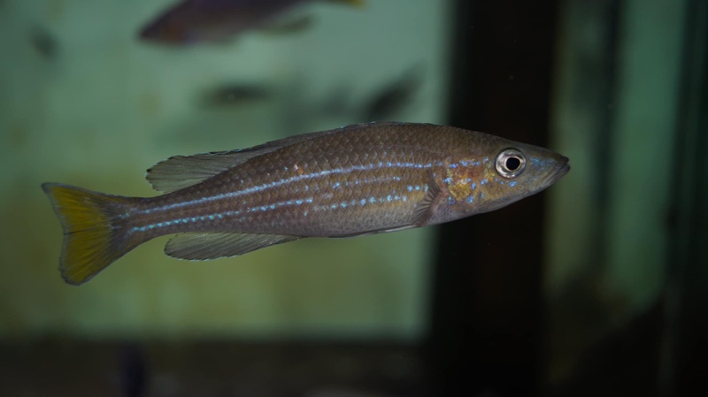 Paracyprichromis sp. 'brieni two-stripe' Izinga